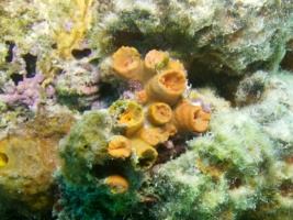 Orange Cup Coral IMG 5908